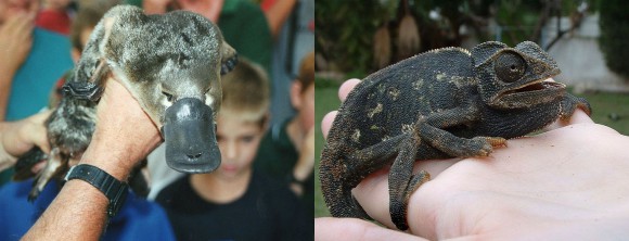 Platypus (L), chameleon imitating a platypus (R)